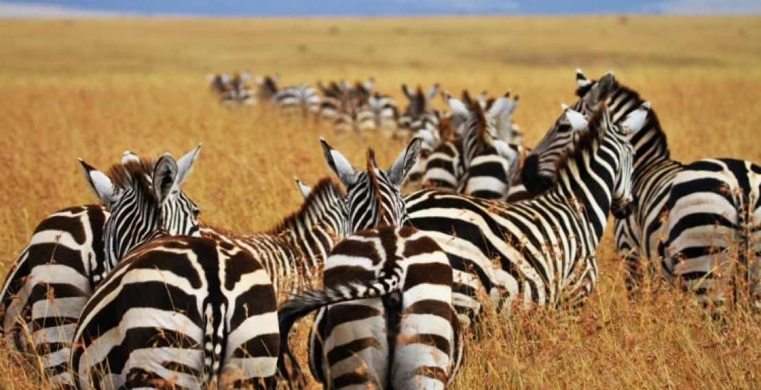 Zebra informacje i ciekawostki